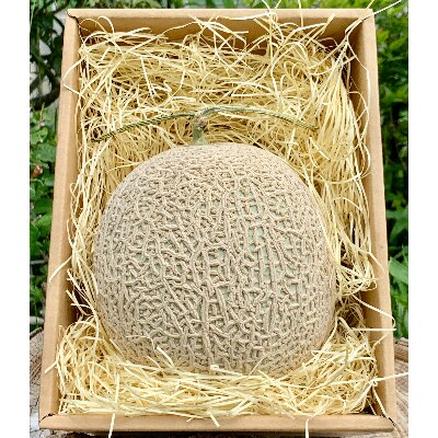 令和3年11月中旬発送予定!　大阪府能勢町産　赤肉メロン　1玉　