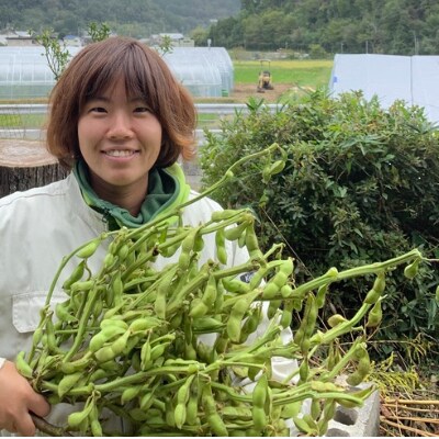 期間限定!　新鮮な枝付き丹波黒枝豆3kg
