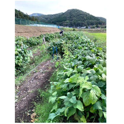 期間限定! 新鮮な枝付き丹波黒枝豆3kg