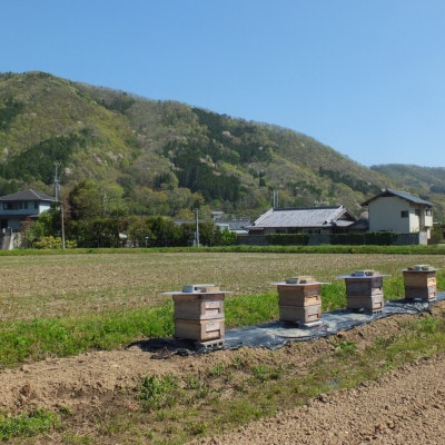【RAW HONEY】風味いろいろ!季節のはちみつ4種セット(50g×4本)-純粋・非加熱・国産-