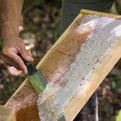 【RAW HONEY】風味いろいろ!季節のはちみつ4種セット(50g×4本)-純粋・非加熱・国産-