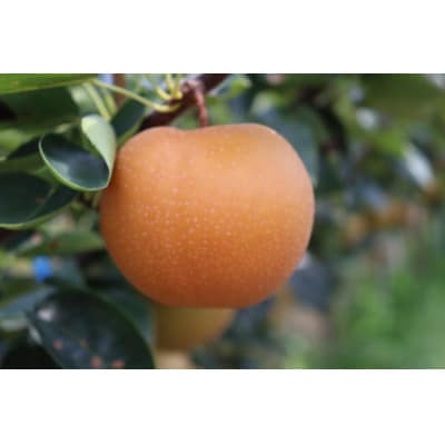 【先行予約】【数量限定】淡海なし　香麗　3kg箱入り(サイズ:2L～7L　5～10個入り)