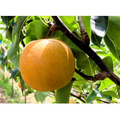 【先行予約】【数量限定】淡海なし　凜夏　3kg箱入り(サイズ:2L～7L　5～10個入り)
