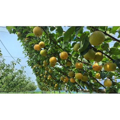 【先行予約】【数量限定】淡海なし　凜夏　3kg箱入り(サイズ:2L～7L　5～10個入り)