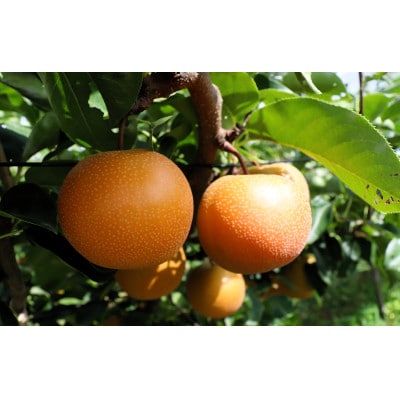 【先行予約】【数量限定】淡海なし　豊水　3kg箱入り(サイズ:2L～7L　5～10個入り)