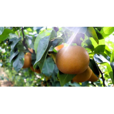 【先行予約】【数量限定】淡海なし　秋月　3kg箱入り(サイズ:2L～7L　5～10個入り)