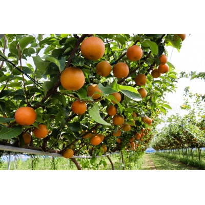 【先行予約】【数量限定】淡海なし　秋月　3kg箱入り(サイズ:2L～7L　5～10個入り)