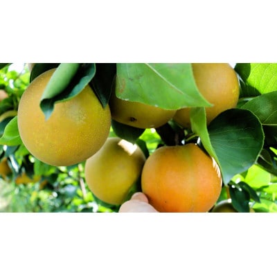 【先行予約】【数量限定】淡海なし　甘太　3kg箱入り(サイズ:2L～7L　5～10個入り)