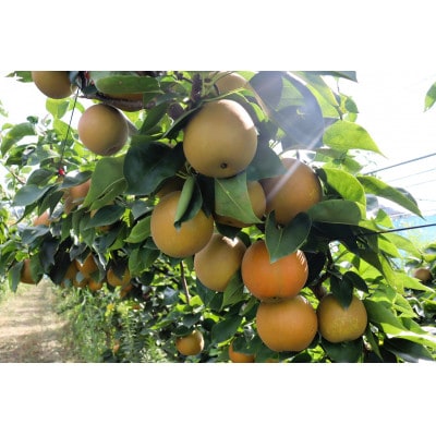 【先行予約】【数量限定】淡海なし　甘太　3kg箱入り(サイズ:2L～7L　5～10個入り)