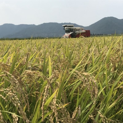 【令和4年産】近江米にこまる　白米5kg