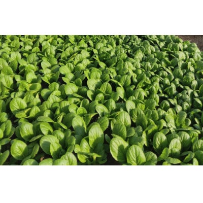 近江農家野菜詰め合わせセット3kg～8kg