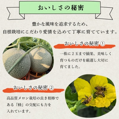 【先行受付2025年6月より順次発送】特大玉　肥後グリーンメロン 2玉(7L～8L) 約5.4kg