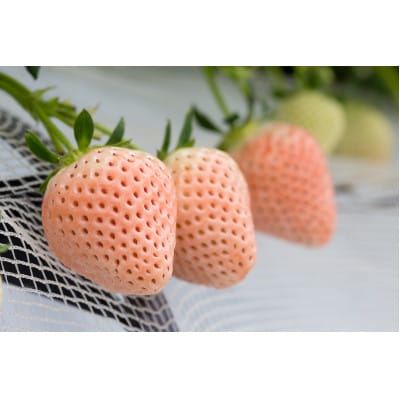 【農家直送】ほんのりピンク白いちご「淡雪」約220g×4パック