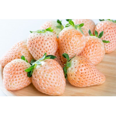 【発送月固定定期便】農家直送 紅白いちご食べ比べ!「淡雪」「さがほのか」詰め合わせ 全3回
