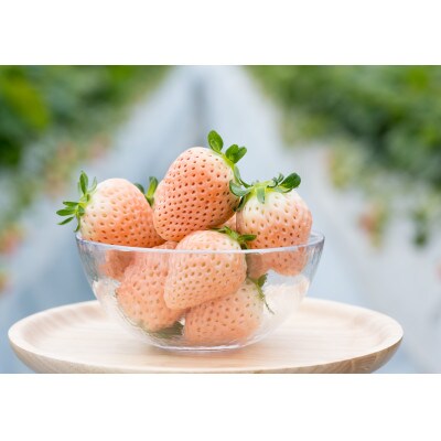 【発送月固定定期便】【農家直送】白いちご「淡雪」約220g×2p全3回
