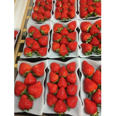 【農家直送】いちごに想いをのせて『恋みのり』220g×2パック