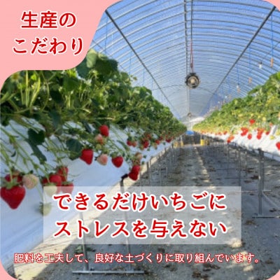 【農家直送】いちごに想いをのせて『恋みのり』220g×2(佐賀県)【41ASBK001】