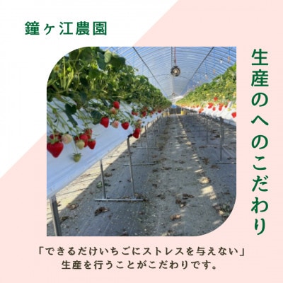 【農家直送】佐賀県産 さがほのか 220g×2パック(佐賀県)【41ASBK005】