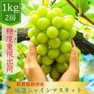 【濃厚芳醇】シャインマスカット 1kg 佐賀県唐津産(佐賀県)