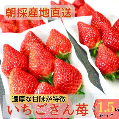【濃厚苺 いちごさん】1.5kg 山の斜面で十分な日光を浴びた苺!(佐賀県)