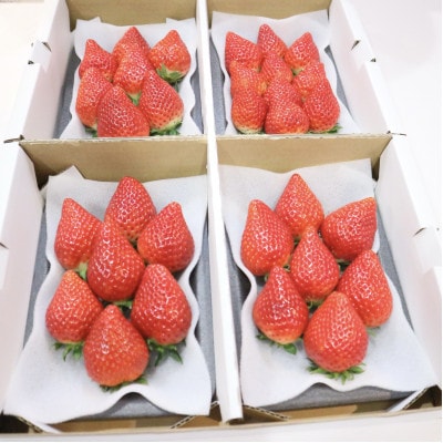 【濃厚苺 いちごさん】1.5kg 山の斜面で十分な日光を浴びた苺!(佐賀県)