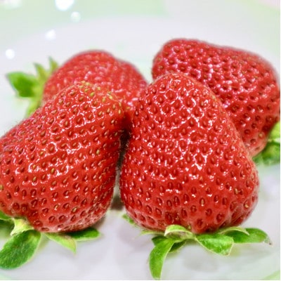 【濃厚苺 さちのか】500g 山の斜面で十分な日光を浴びた苺!(佐賀県)