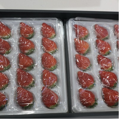 【お歳暮用/熨斗付】 特選濃厚苺30粒 品種:いちごさんorさちのか