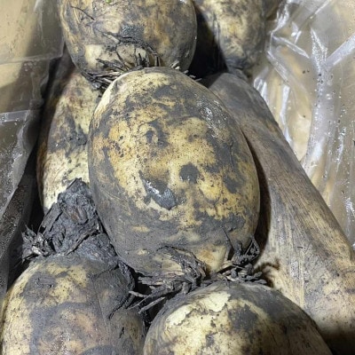 佐賀県産れんこん 約4kg