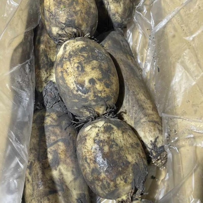 佐賀県産れんこん 約4kg