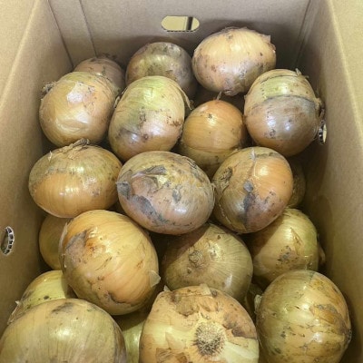 佐賀県産玉ねぎ 約10kg