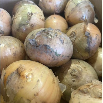 佐賀県産玉ねぎ 約10kg