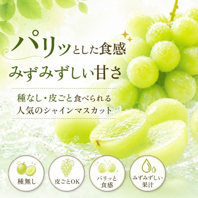 【濃厚芳醇】シャインマスカット 500g 佐賀県唐津産(佐賀県)