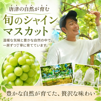 【濃厚芳醇】シャインマスカット 500g 佐賀県唐津産(佐賀県)