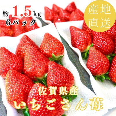 【濃厚苺 いちごさん】約1.5kg 沢山の日光を浴びた苺!(佐賀県)