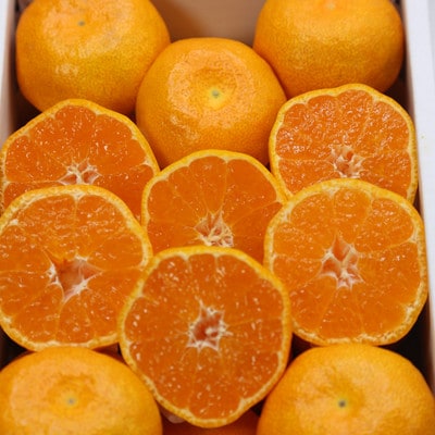 【全国出荷量1位】佐賀県ハウスみかん 1.8kg 高級甘熟みかん(佐賀県)41ABAA024