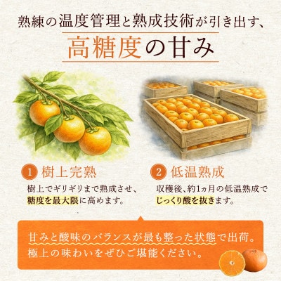 【特選甘熟みかん】はまさき 5kg (佐賀県) 41ABAA022