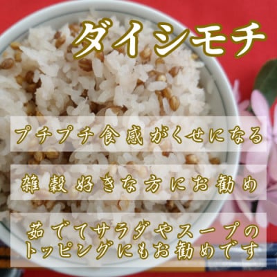 ダイシモチ4kg『もち麦』(1kg×4袋)(佐賀県)