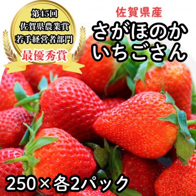【先行予約】令和8年2月中旬から順次発送 佐賀県産いちご2種食べ比べ 計1kg(佐賀県)