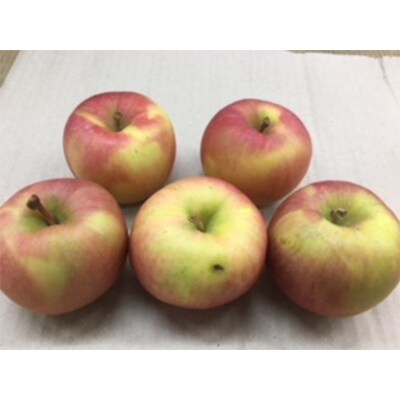 【2019年11月下旬~発送】 葉取らず こうとく 特選 2.8kg