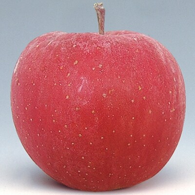 【2020年10月上旬～発送】ふじ好きな方に　早生ふじ　3kg