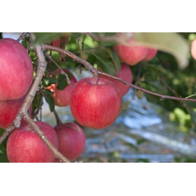 【ご自宅用】早生ふじ 約5kg(14～23玉入) 黒石ねぶたダンボール箱入り 光センサー選別りんご