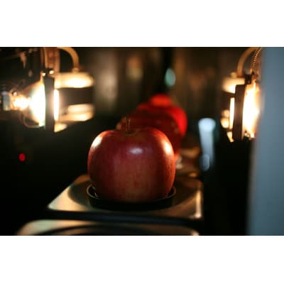 【ご自宅用　紅玉　令和7年9月下旬～発送】約5k(18～30個入)黒昇会DB箱入　特殊な光センサ選果