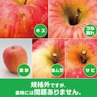 【2025年9月末～発送開始】内容量　約10Kg　訳ありりんご　早生ふじ　24～46個入