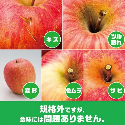 【2025年9月末～発送開始】内容量　約10Kg　訳ありりんご　早生ふじ　24～46個入