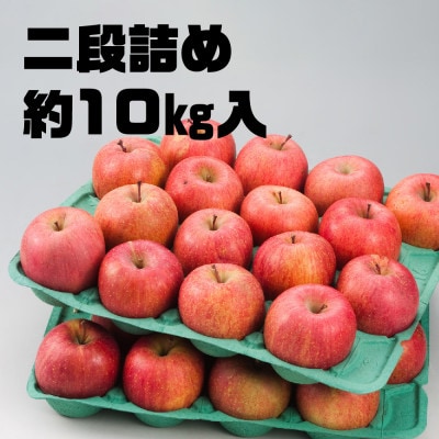 【R7年11月上旬～発送開始】内容量　約10Kg　訳ありりんご　シナノスイート　24～46個入