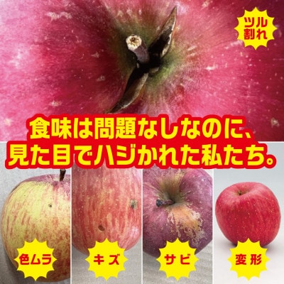 【2025年9月末～発送開始】訳ありりんご　早生ふじ　約5Kg(12～25個入)