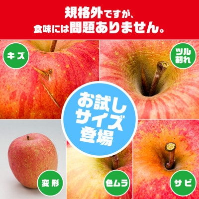 レビュー評価★4.5の訳ありりんご「サンふじ」。お試しサイズ3kgが登場!!