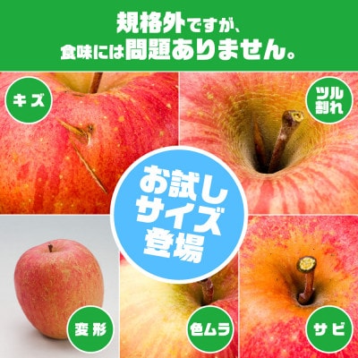 訳ありりんご「早生ふじ」に、お試しサイズ3kgが登場!!