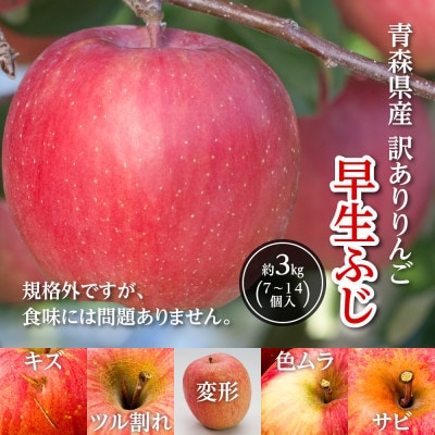 訳ありりんご「早生ふじ」に、お試しサイズ3kgが登場!!