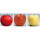 【発送月固定定期便】R7年12月発送開始 青森県産りんご　月替わりでお届けします全3回